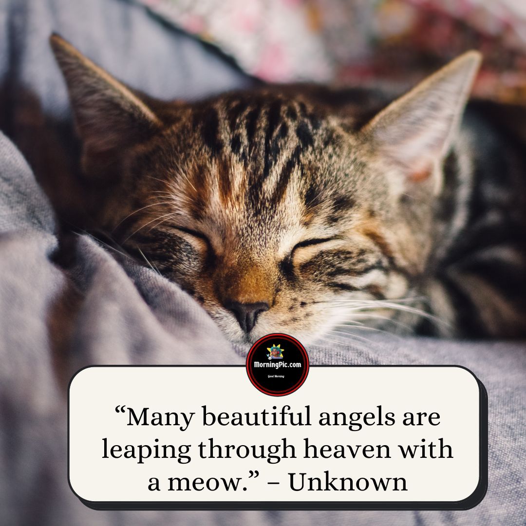 Cat loss Quotes