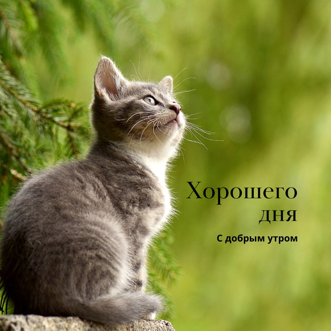 100+ Good Morning in Russian with Beautiful Images! 29 Good Morning in Russian
