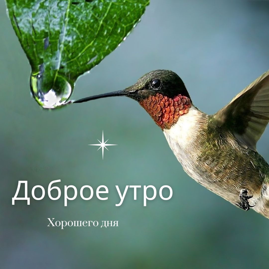 100+ Good Morning in Russian with Beautiful Images! 49 Good Morning in Russian