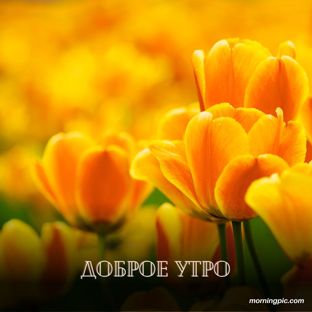 100+ Good Morning in Russian with Beautiful Images! 12 Good Morning in Russian