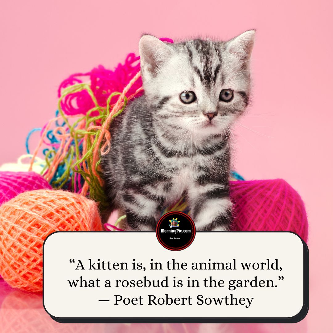 Inspirational Cat Quotes