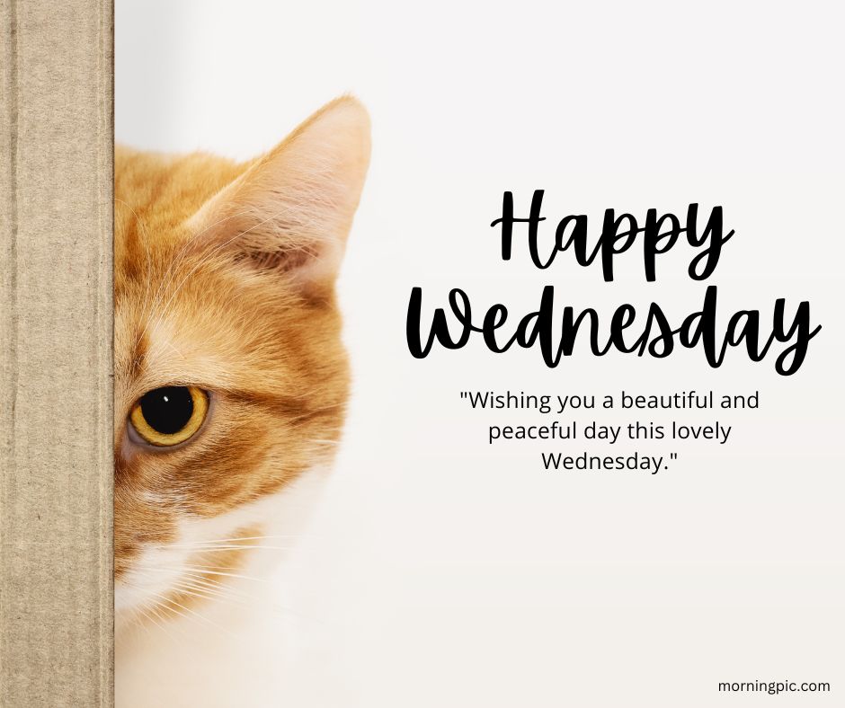 happy wednesday images with cats