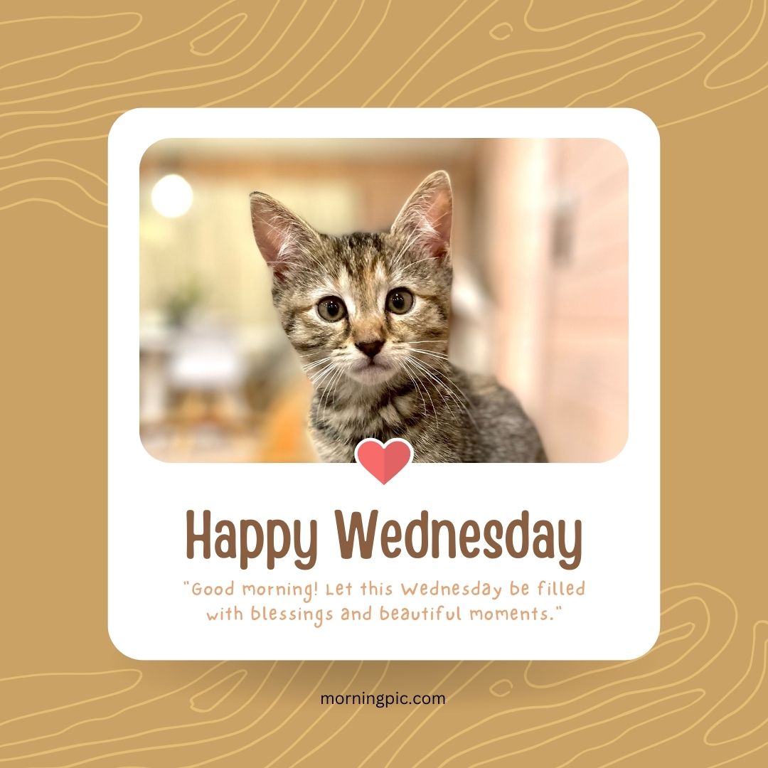 happy wednesday images with cats