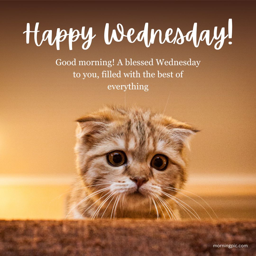 happy wednesday images with cats