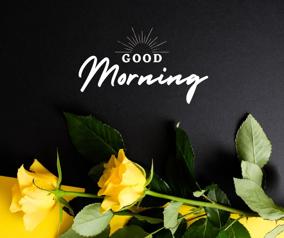 Good Morning Rose Images for Girlfriend & Love