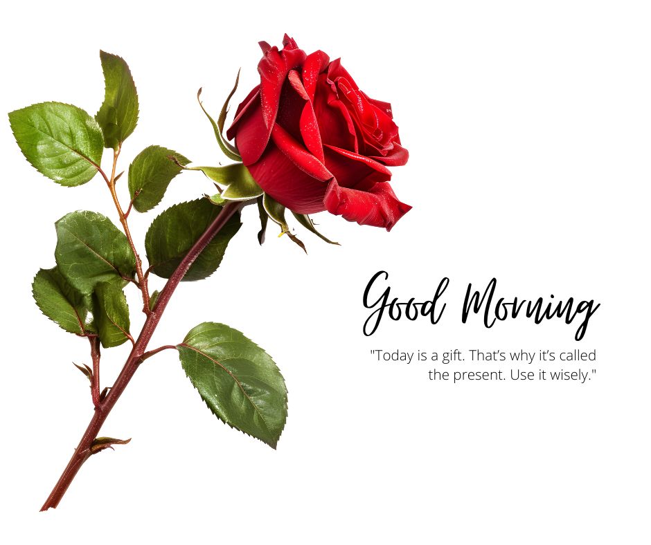 Good Morning Rose Images with Inspirational Quotes