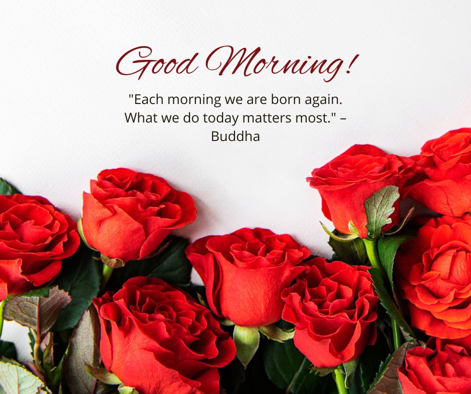 Good Morning Rose Images with Quotes