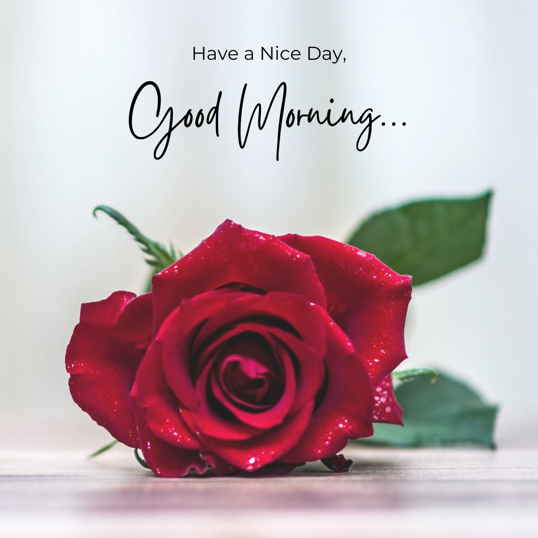 Romantic Good Morning Rose Images