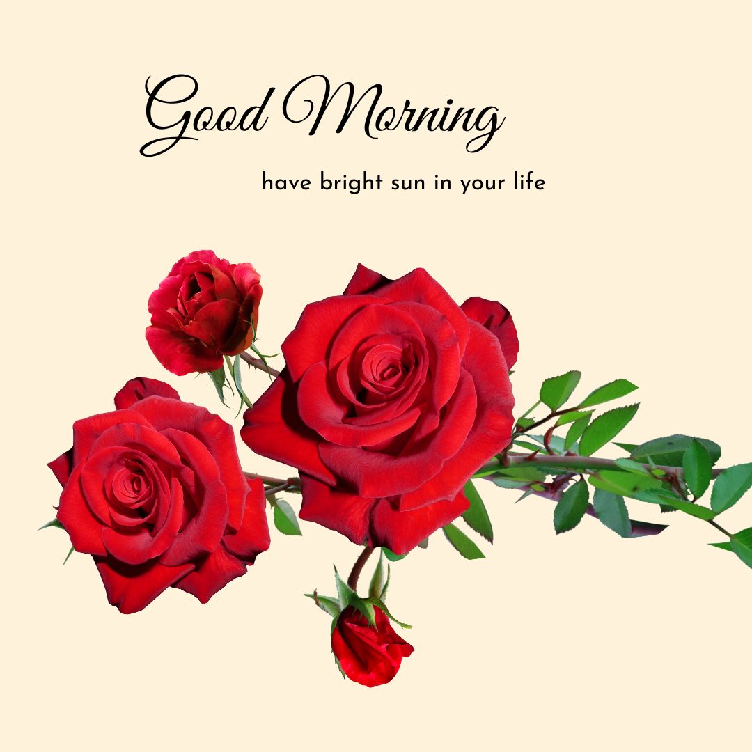 Romantic Good Morning Rose Images